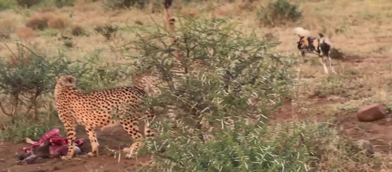 Αγριόσκυλα βρίσκονται αντιμέτωπα με πεινασμένα τσιτάχ – Ποιος θα πάρει την λεία;